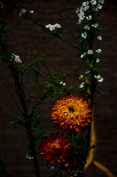 菊花