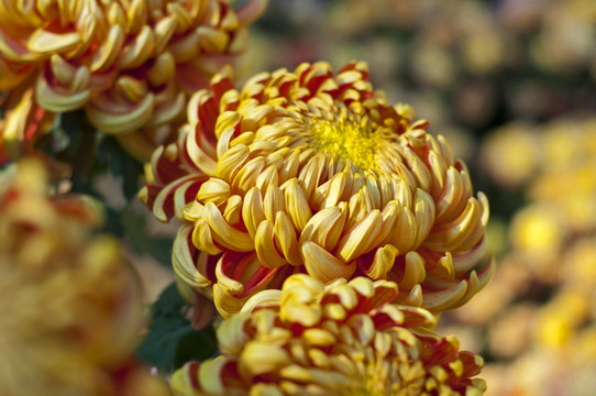 菊花