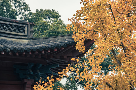 秋天的杭州孔庙