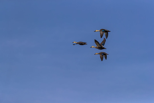 空中一群野鸭