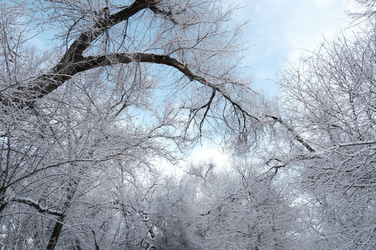 雪景