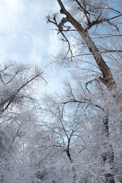 雪淞