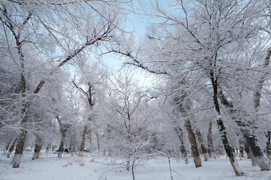 雪景