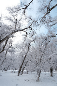 雪景