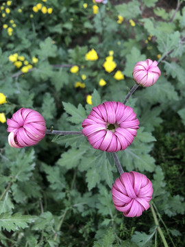 菊花