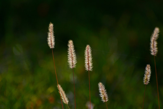 狗尾巴草