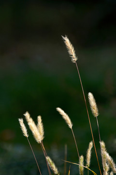 狗尾巴草