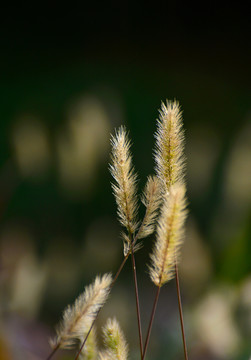 狗尾巴草