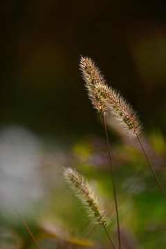 狗尾巴草