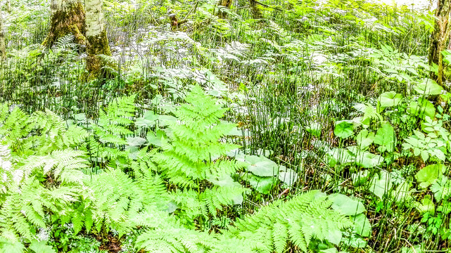 蕨类植物