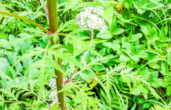 蕨类植物