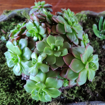 多肉植物盆栽