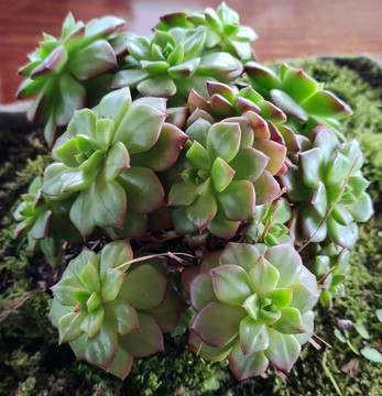 多肉植物盆栽
