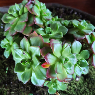多肉植物盆栽