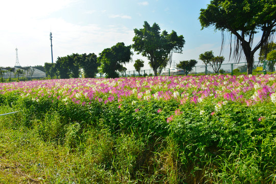 醉蝶花