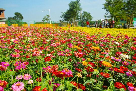 菊花海