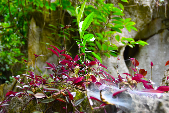 石头与鲜花