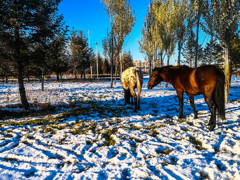 雪地骏马