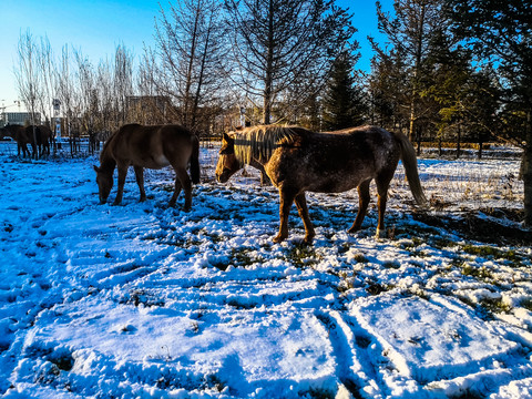 雪地吃草的骏马