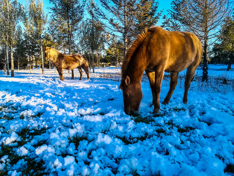 冬季树林两匹马
