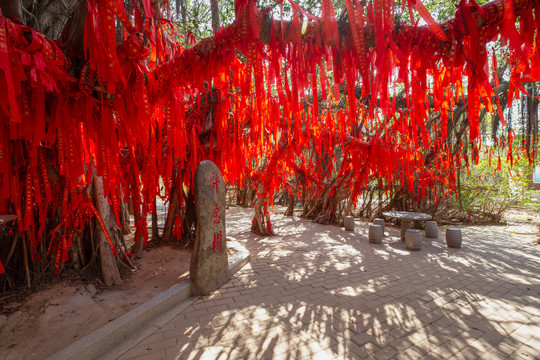 厦大嶝岛上红色丝带的巨大许愿树