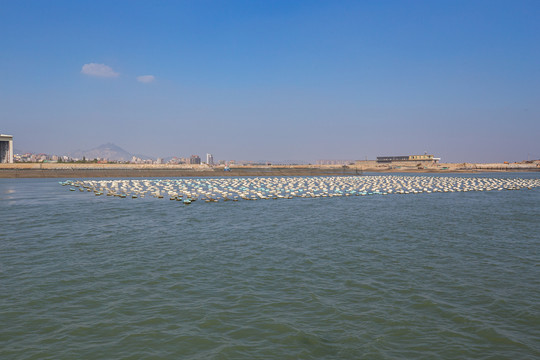 厦门大嶝岛海域海上的紫菜养殖场