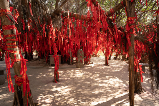 厦大嶝岛上红色丝带的巨大许愿树