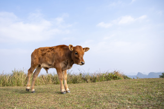 高山草地牛犊