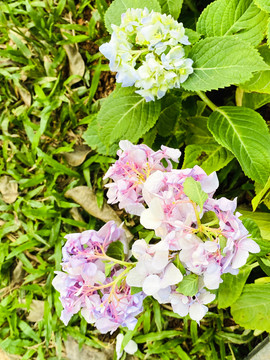 绣球花植物