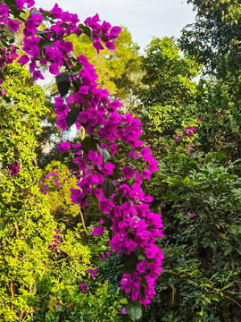 叶子花拍摄
