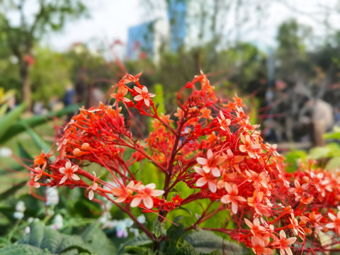 赪桐花特写