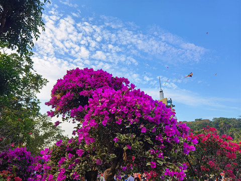 叶子花与蓝天