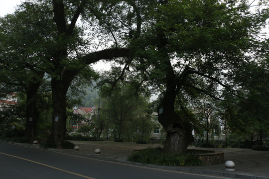 安吉双一村的枫香古树