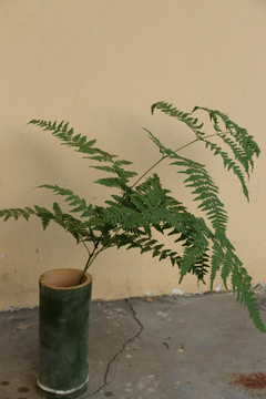 竹筒里的蕨类植物