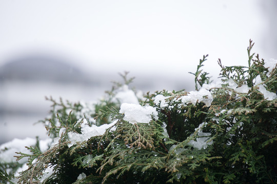 叶子上的落雪