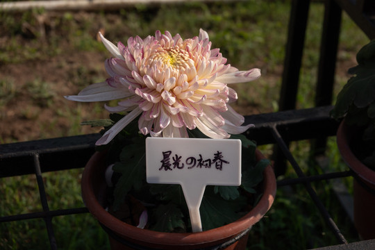 菊花