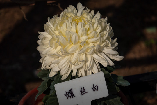 菊花