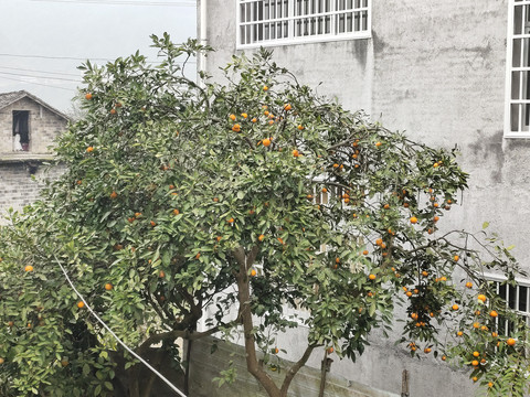 橘子树丰收