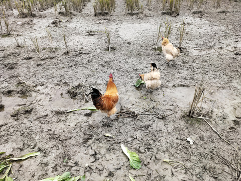 土鸡