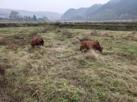 黄牛与远山