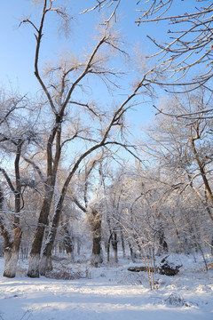 雪景