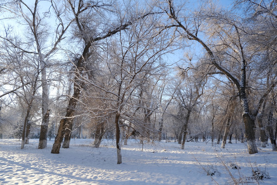 雪景