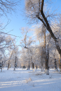 雪景