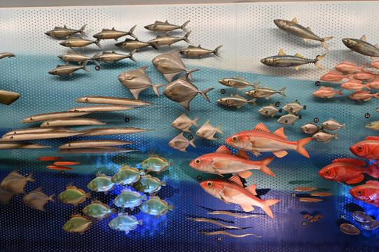 自然博物馆的海洋鱼类标本