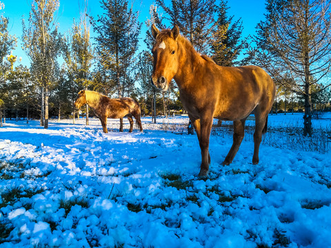 雪地两匹马