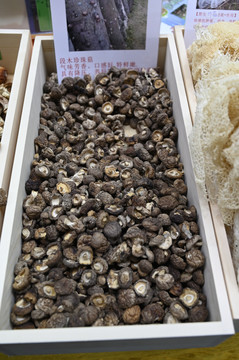 食用菌