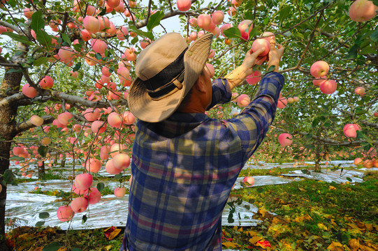农民收苹果