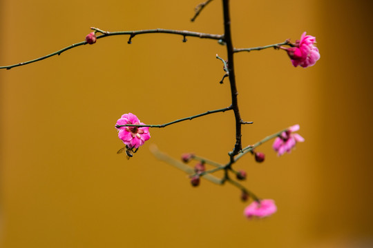 杭州永福寺探梅