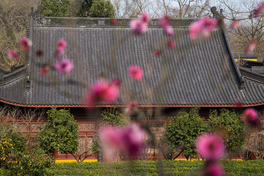 杭州永福寺探梅