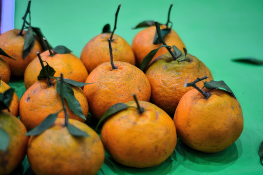 橘子柑子